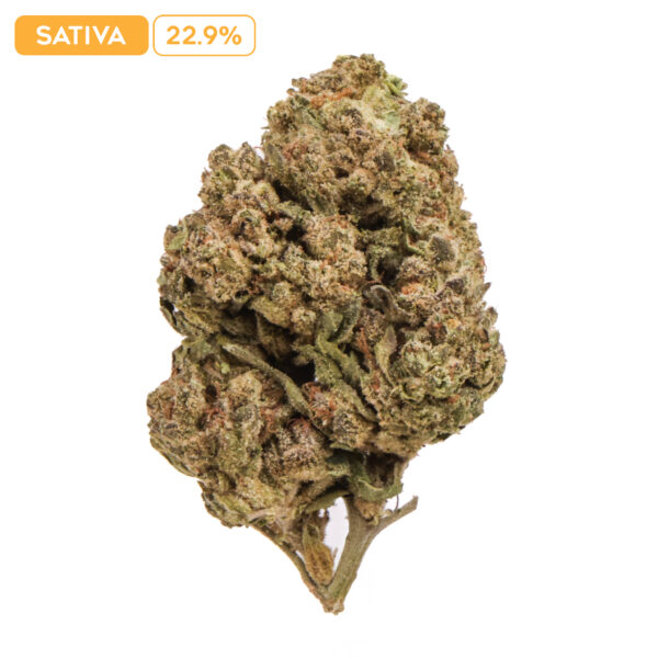 Mango Haze THC-A Buds