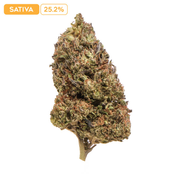 Moby Dick THC-A Buds